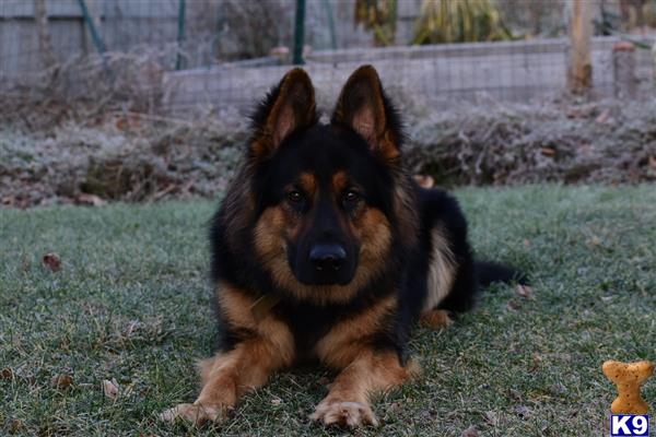gsdstud1 Picture 1
